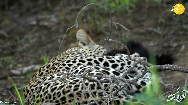 (ویدئو) حمله وحشتناک گورکن عسلخوار به پلنگ